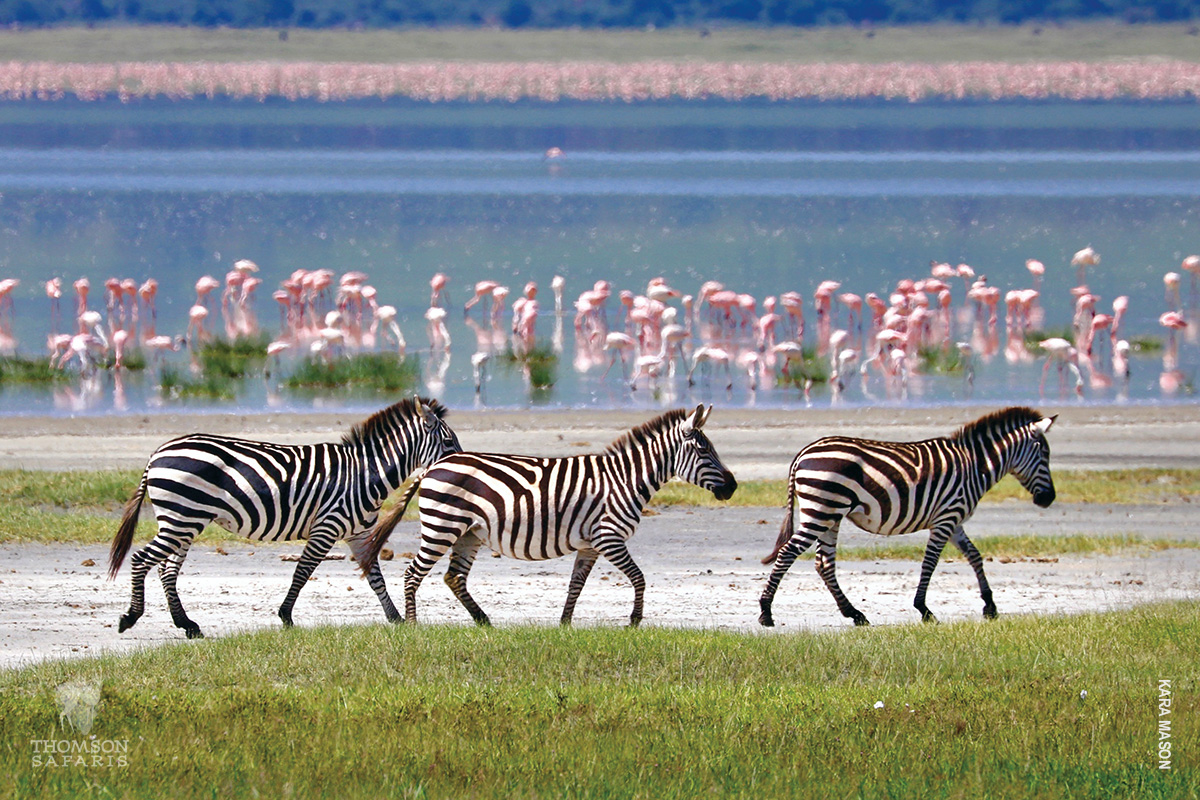 zebras and flamingos lake ngorongoro crater
