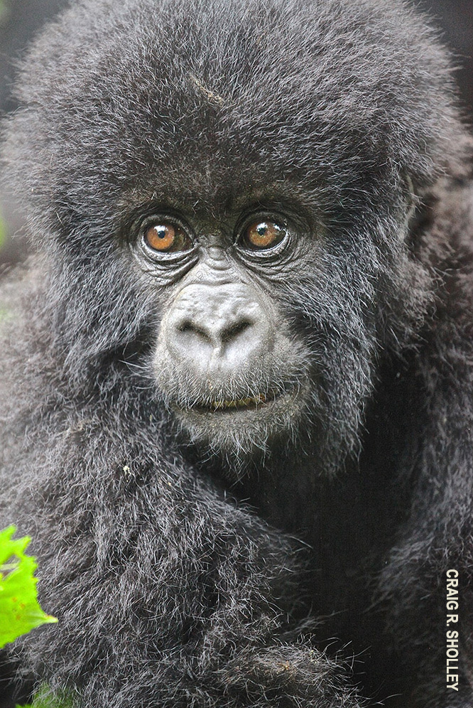 baby gorilla in rwanda by craig sholley