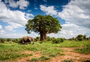 tarangire baobab tree and elephants