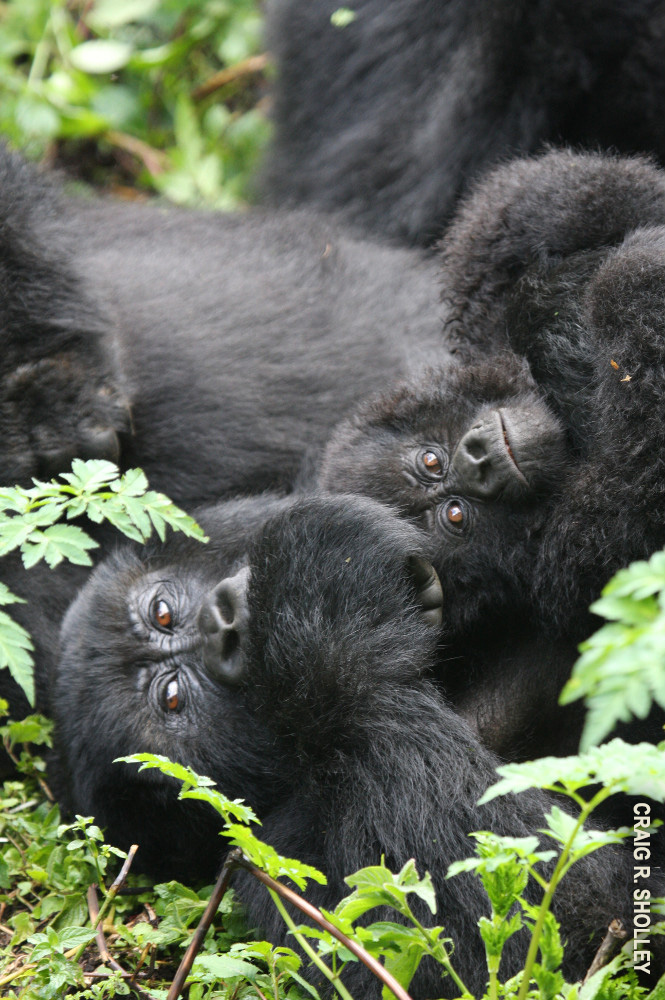 gorilla family in rwanda with craig sholley