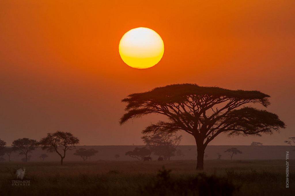 serengeti-sunset - Thomson Safaris