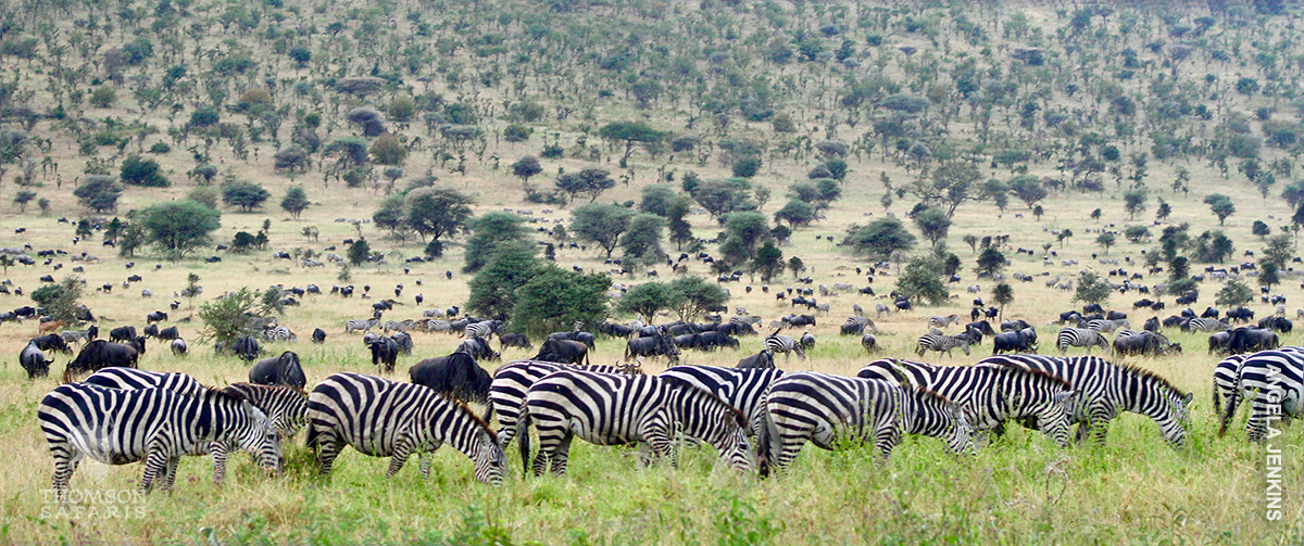 great migration in thomson camp