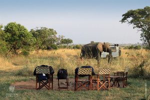 elephant in thomson safaris camp