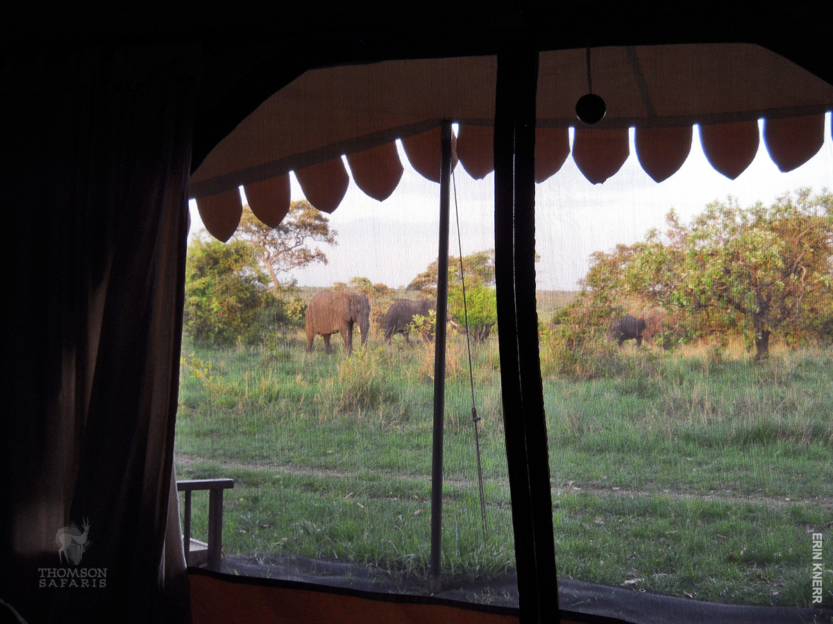 elephants in thomson serengeti nyumba camp