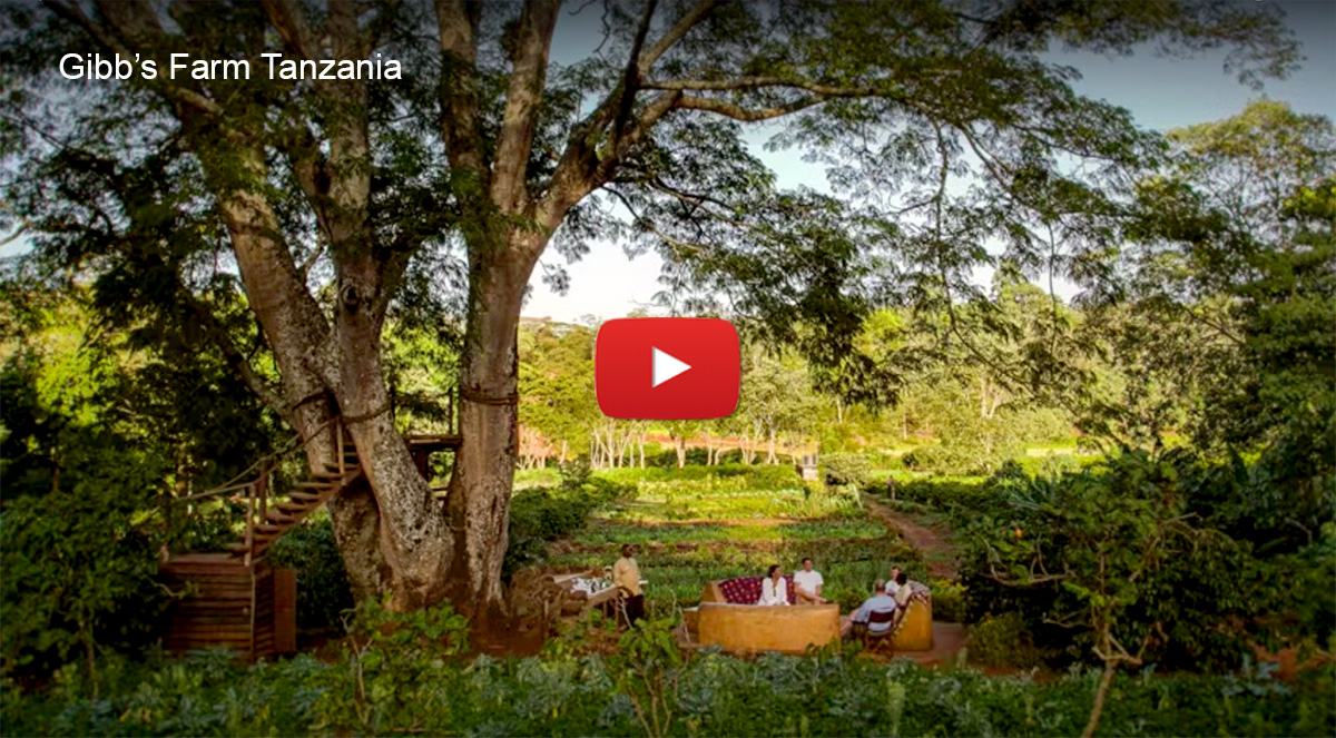 gibbs farm tanzania video