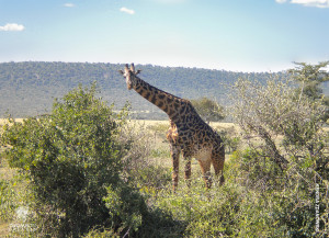 giraffe visits camp in serengeti