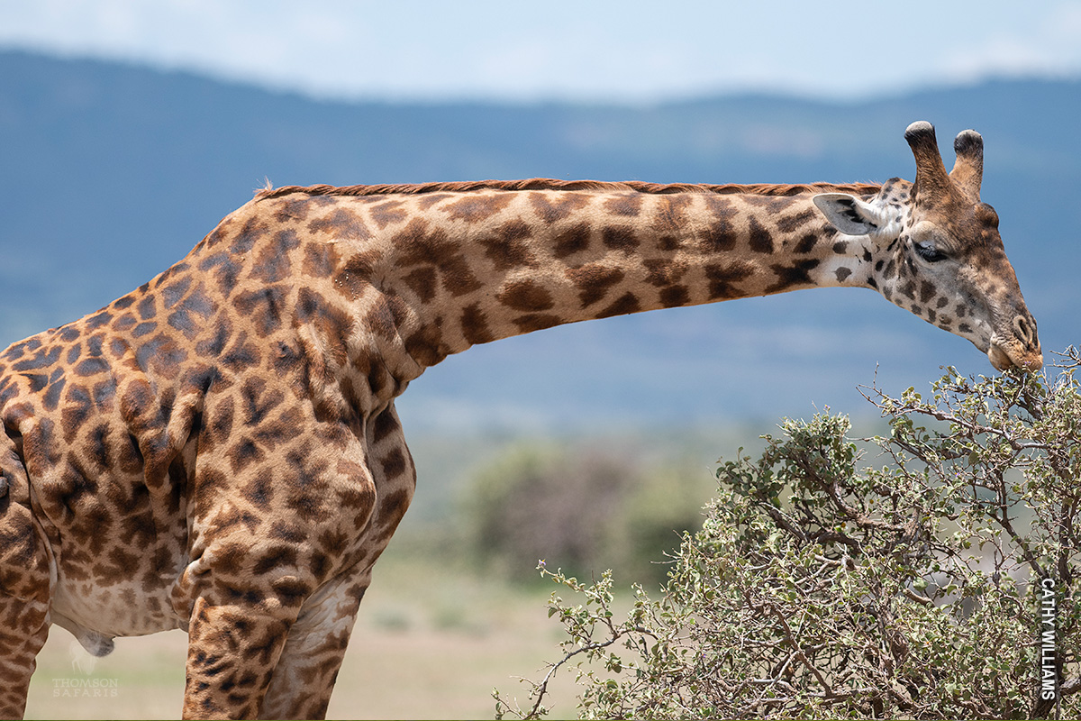 giraffe feeds on acacia leaves