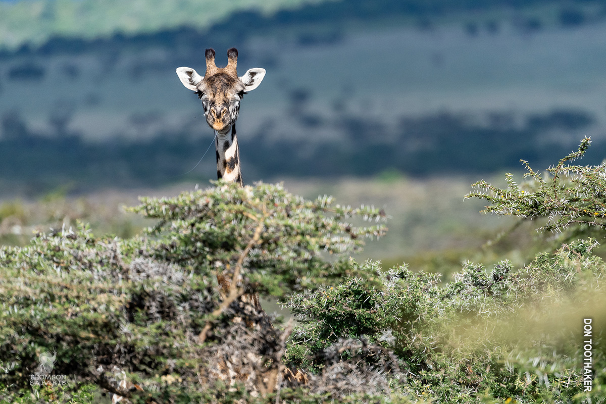 giraffe in serengeti tanzania