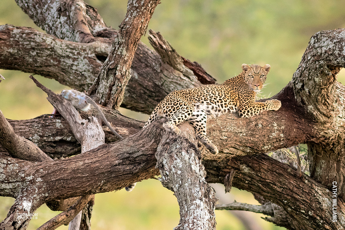 leopard in tree in tanzania