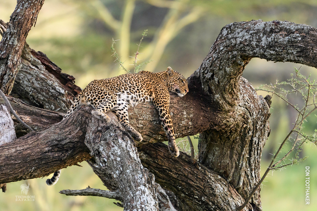 leopard lying in tree branches in tanzania