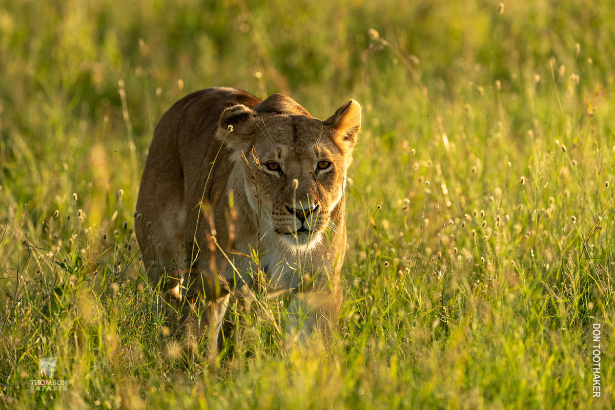 lioness in serengeti national park tanzania