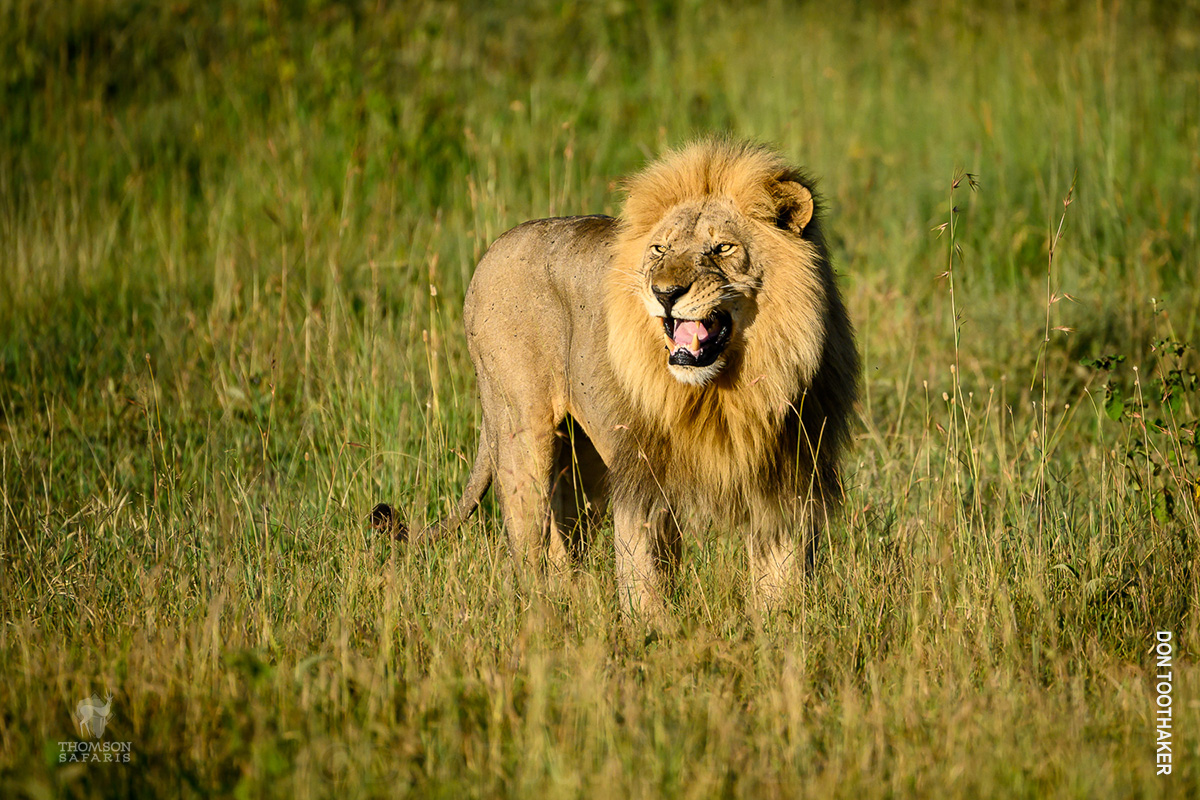 male lion in serengeti at first light