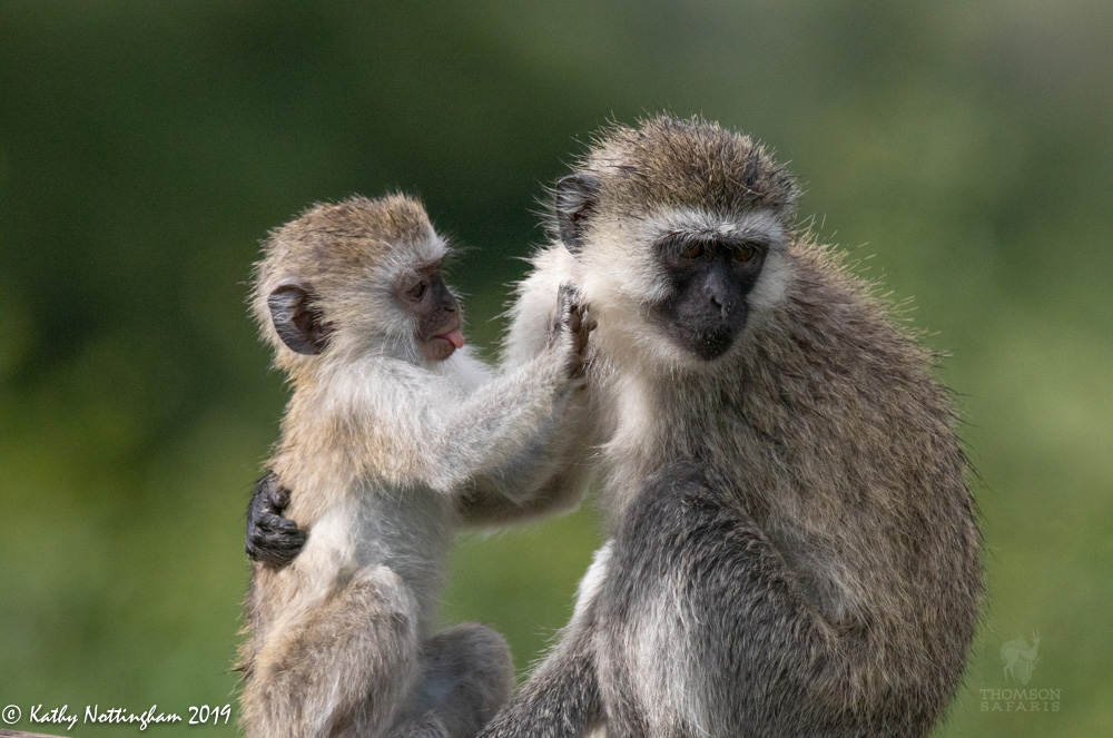 vervet monkey and baby grooming