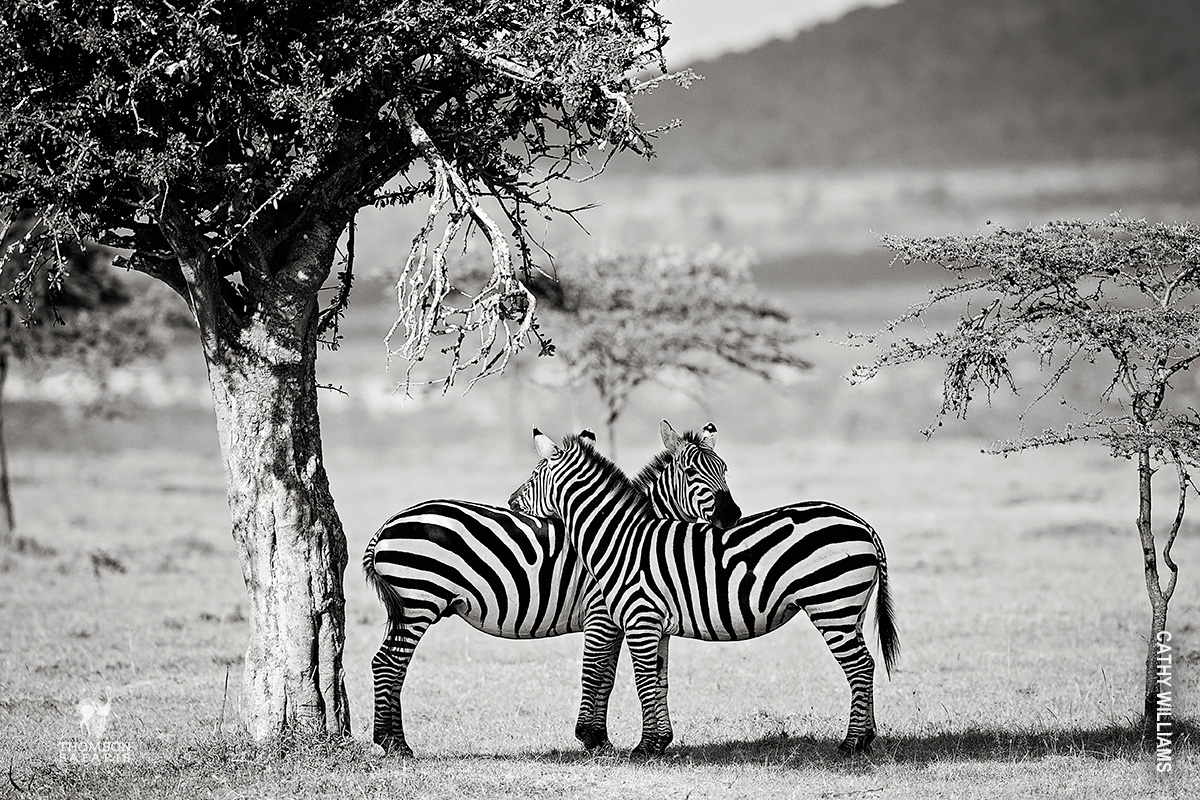 zebras under tree in tanzania