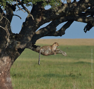 leopard in tree in serengeti