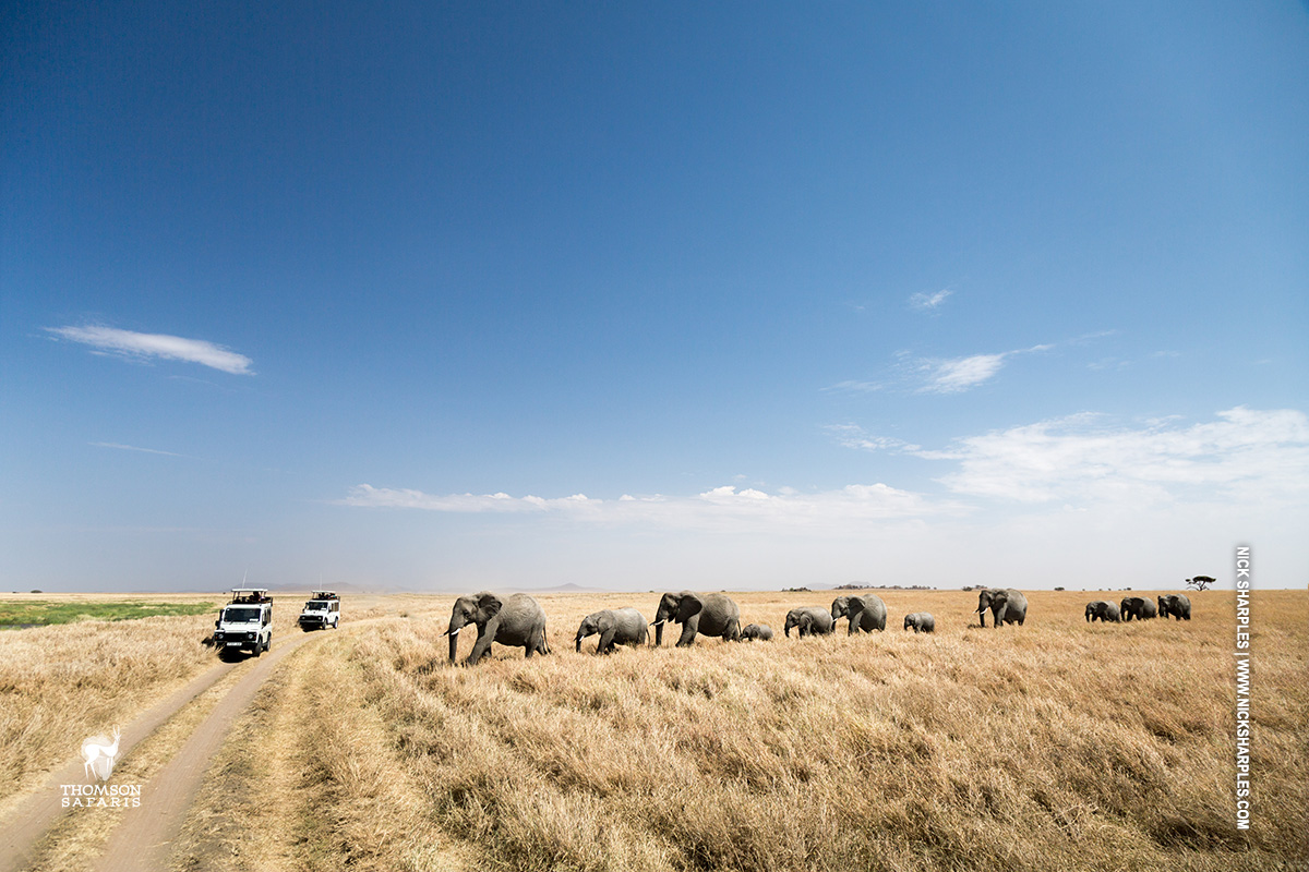 elephant herd in serengeti