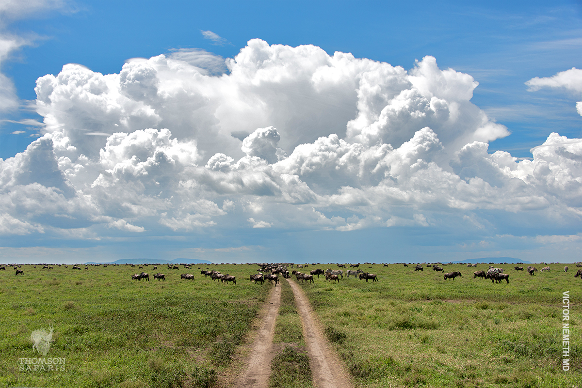 serengeti road and clouds