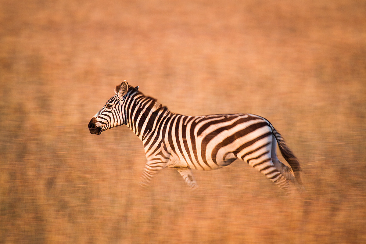 zebra running in tall grasses