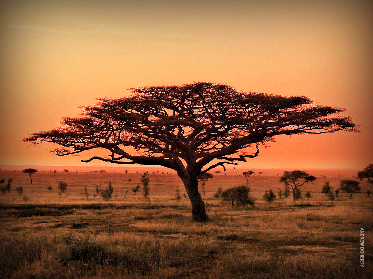 acacia tree at sunset in serengeti