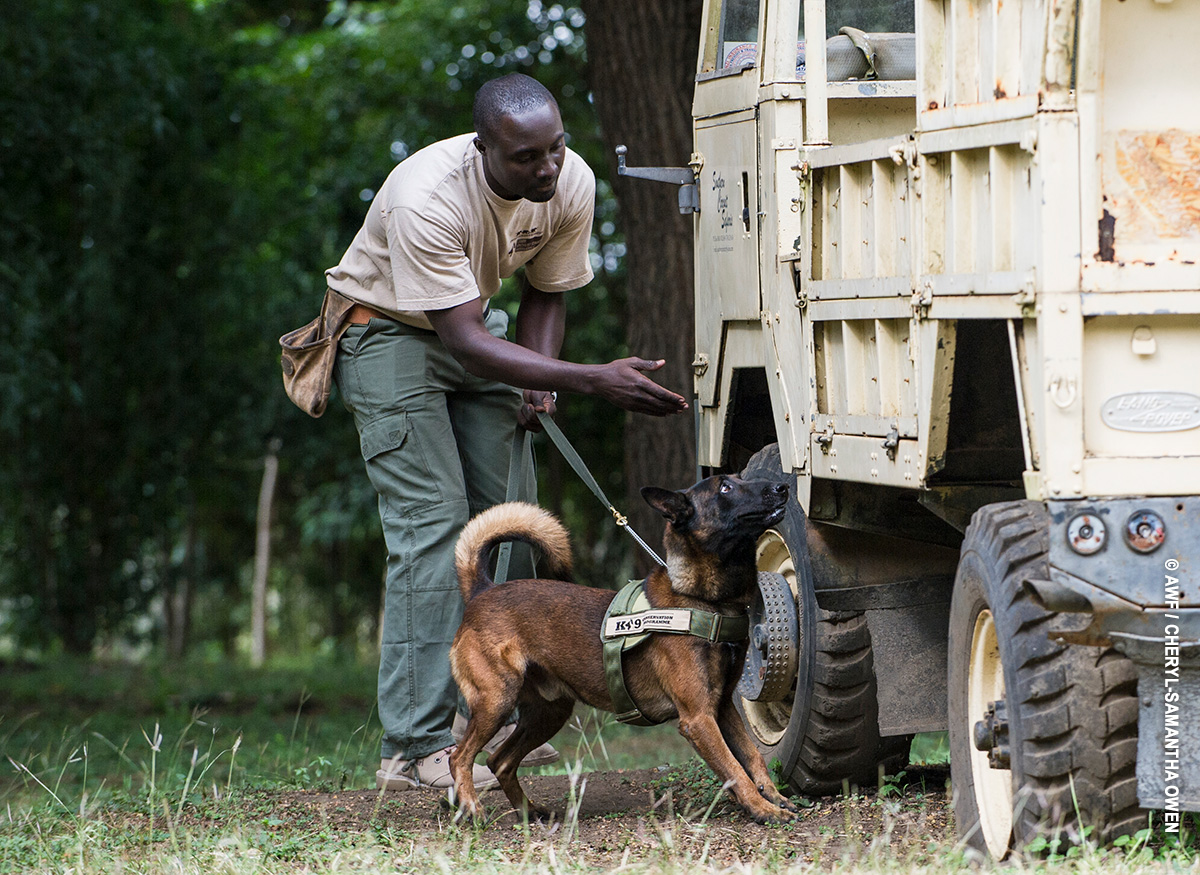AWF Canines for Conservation anti-poaching unit in Arusha
