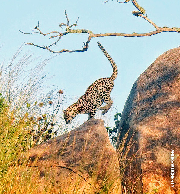 leopard in tanzania