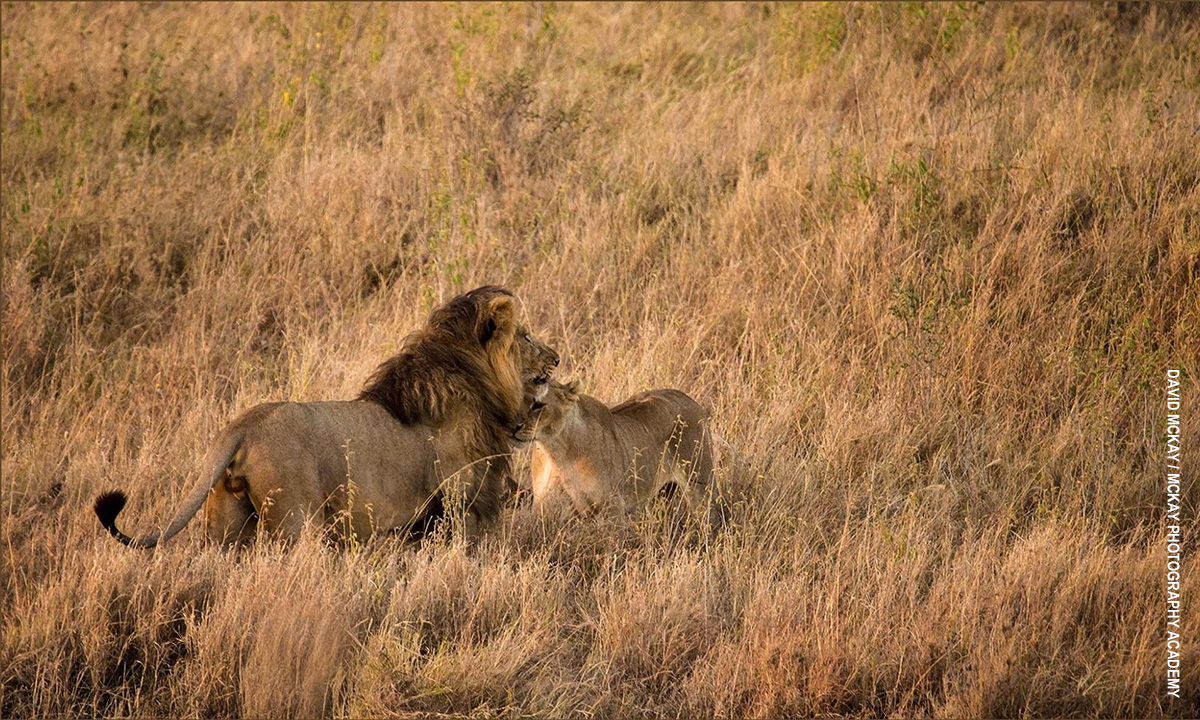 lions in serengeti