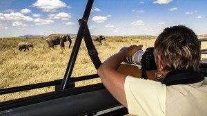 viewing elephants on safari in serengeti