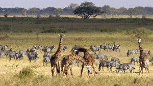 giraffes and zebras in serengeti