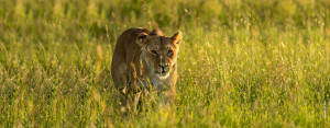 lion photograph at sunset in serengeti