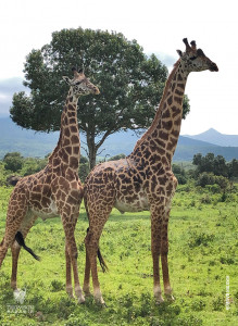 giraffe pair in arusha national park