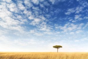 acacia tree in serengeti tanzania