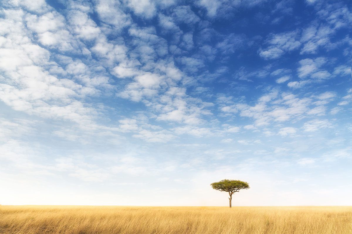 single tree in plains of Serengeti tanzania