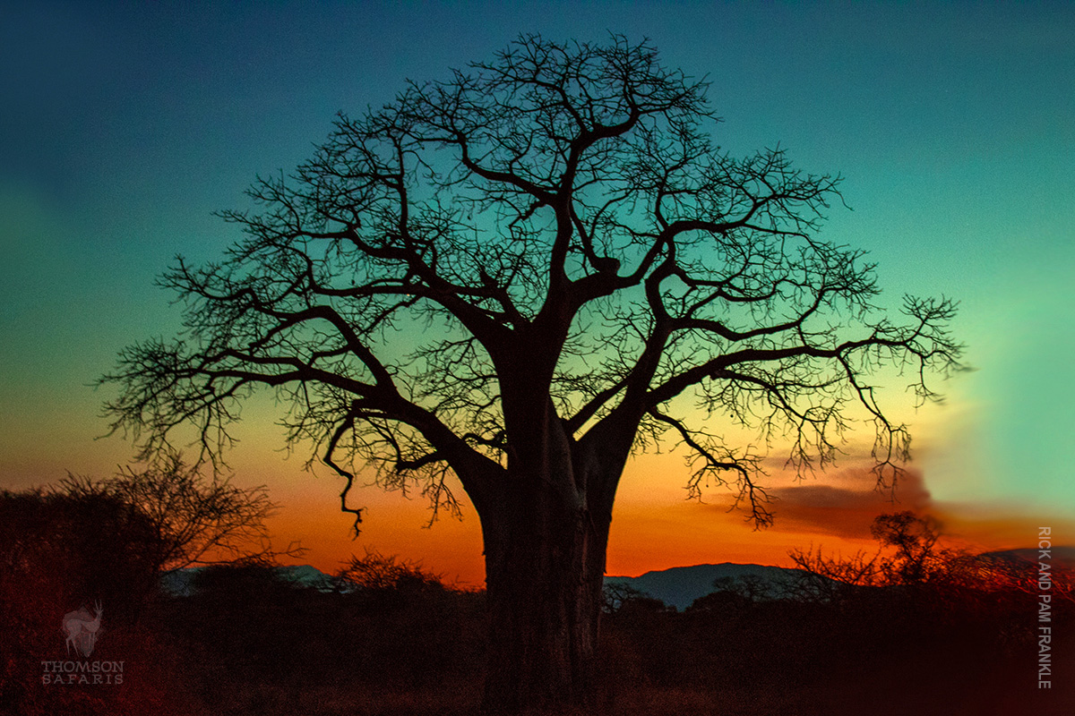 baobab tree at sunset in tarangire national park tanzania