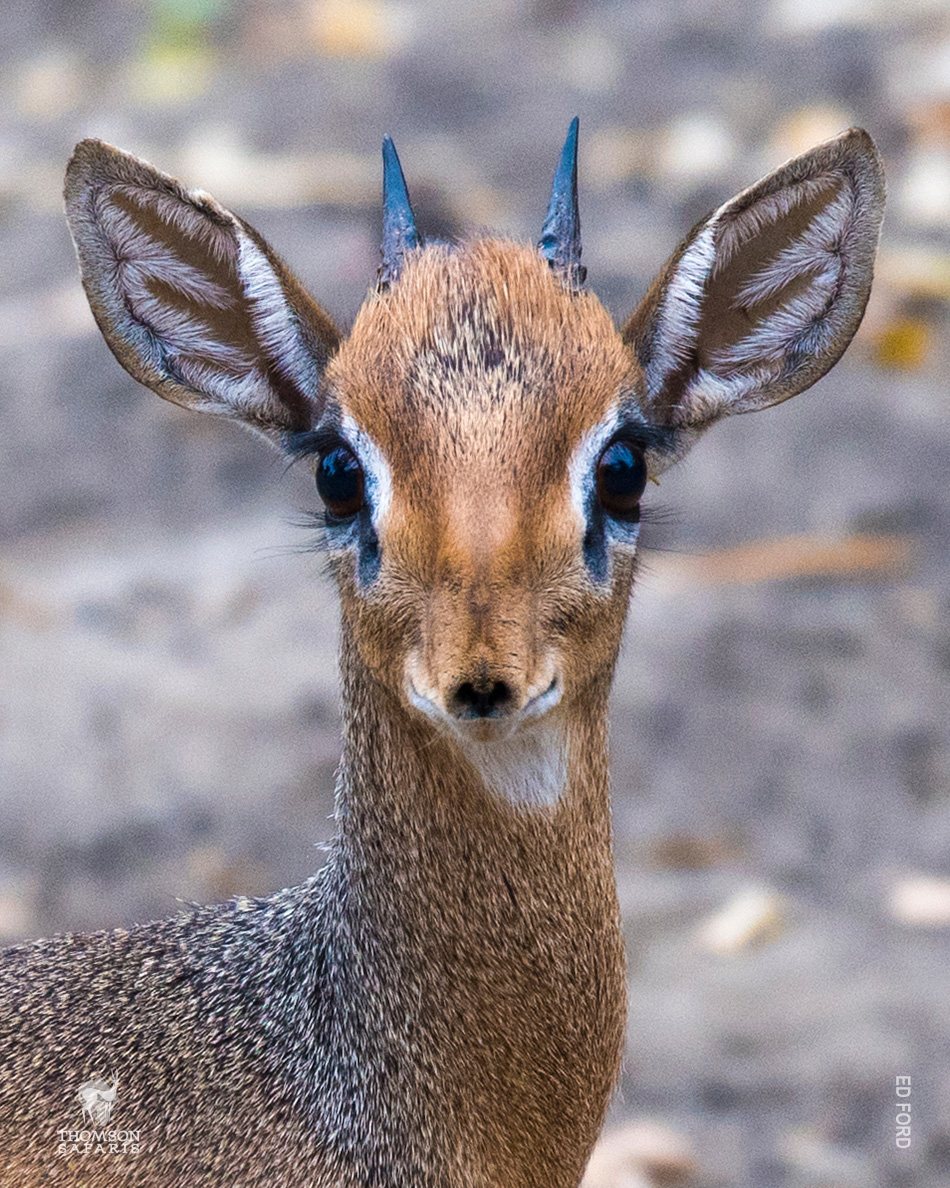 dik-dik are the smallest antelope in northern tanzania 