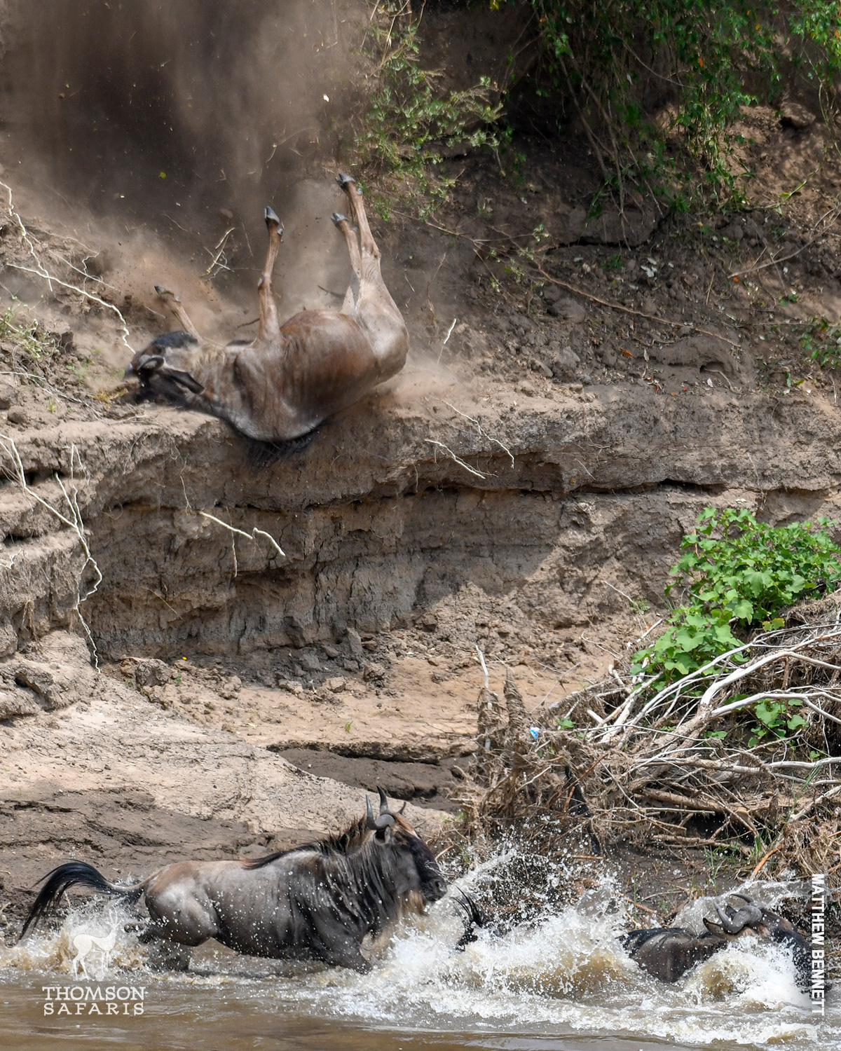 wildebeest falls off the banks of the mara river 