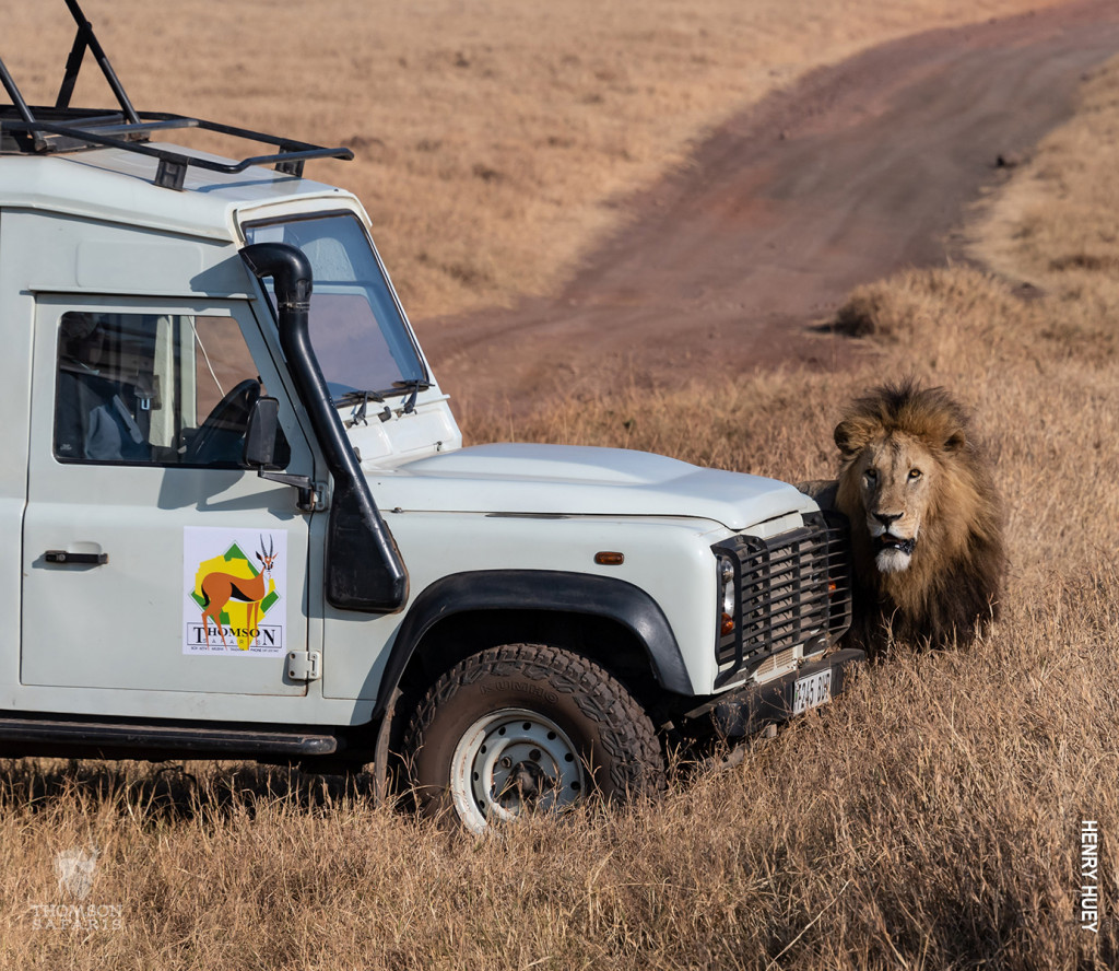 male lion and thomson safaris landrover in serengeti