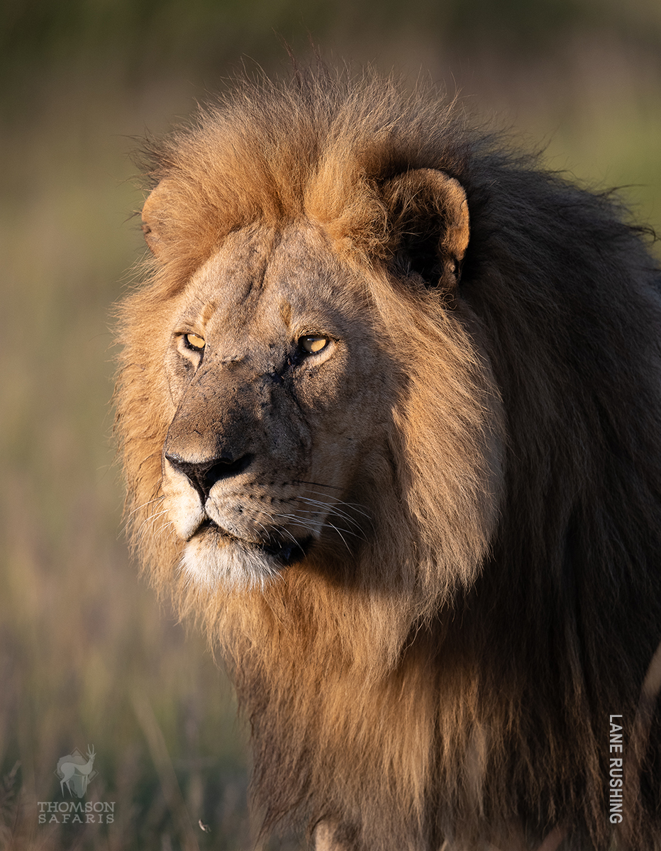 close up of lion taken by thomson safaris guest in the serengeti