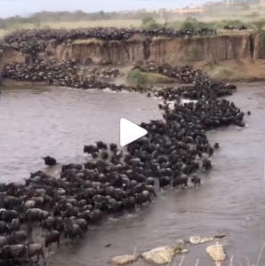 great migration river crossing video by thomson safaris guide freddy