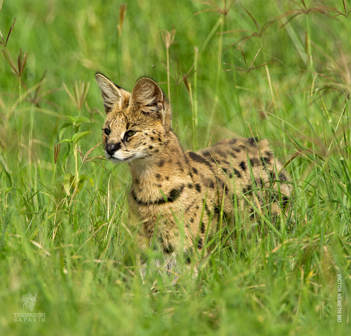 serval cat in grasses in tanzania