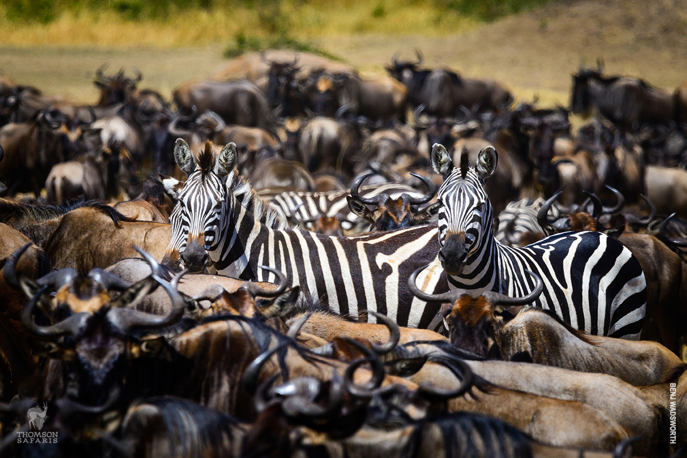 zebras and wildebeests of the serengeti's great migration 