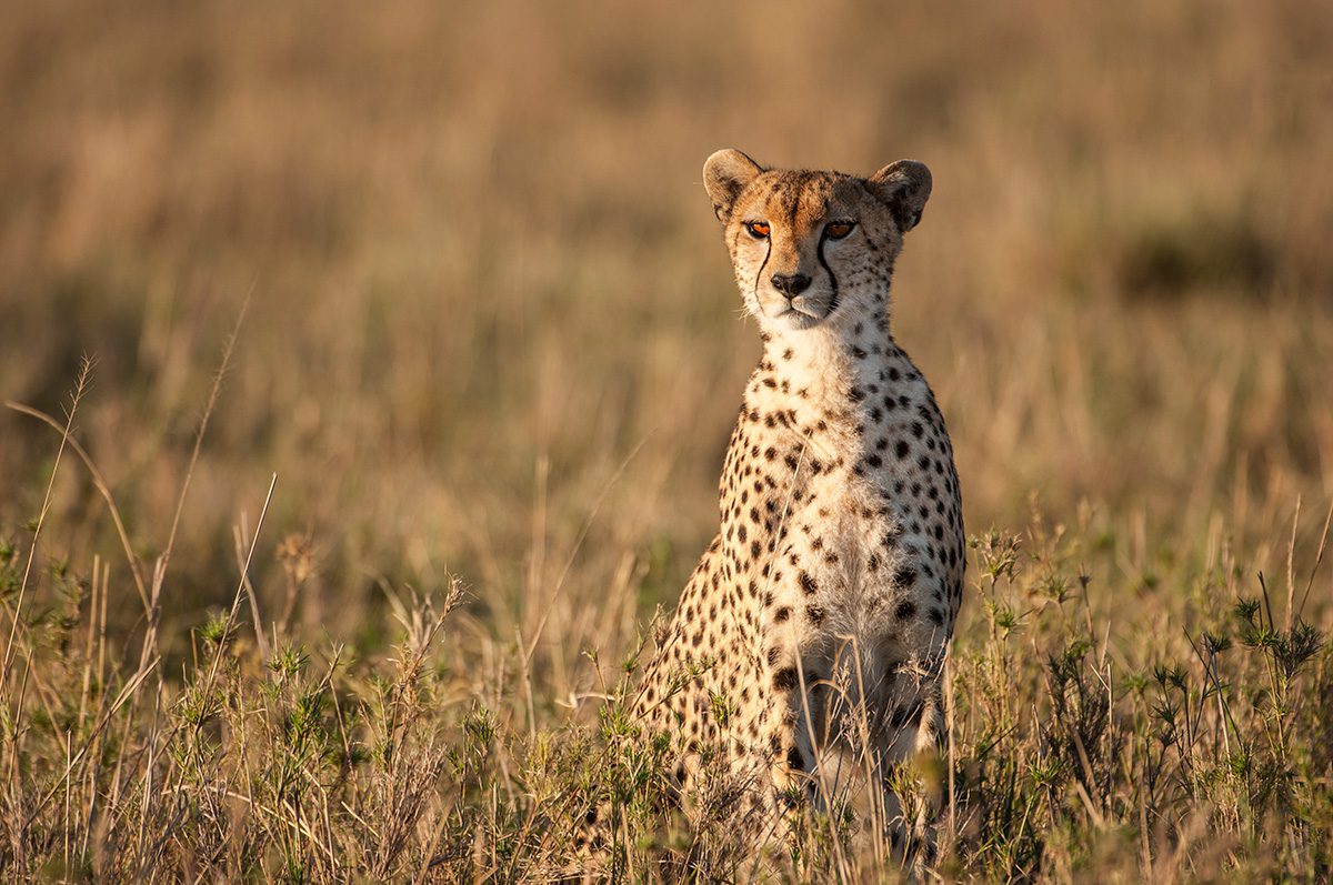 cheetah in grass in tanzania