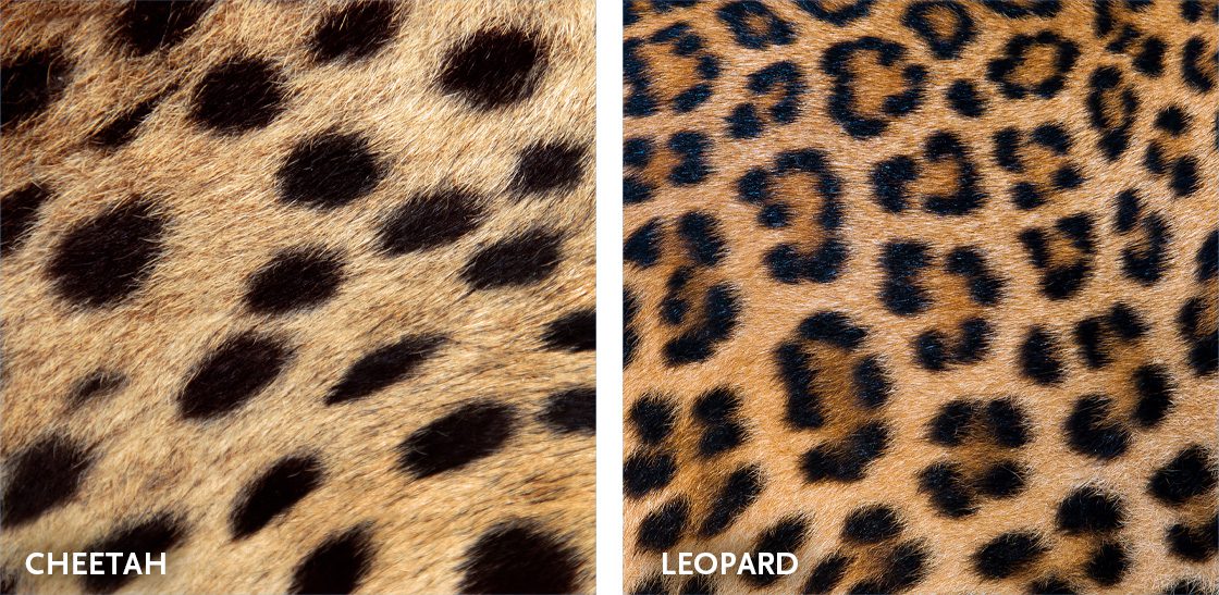 difference between cheetah and leopard spots