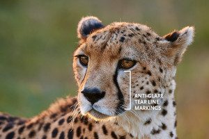 anti-glare tear marks on cheetah