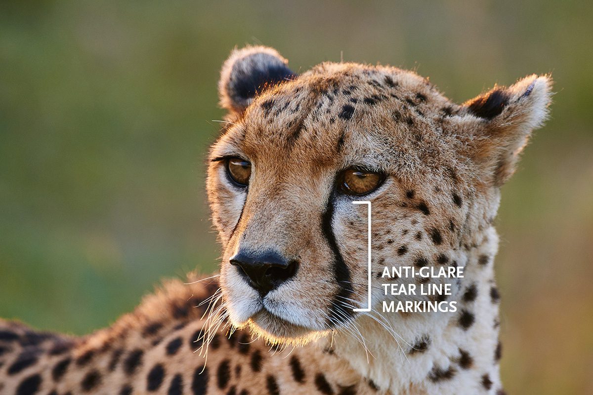 anti-glare tear marks on cheetah face