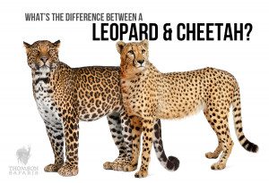 difference-between-cheetah-leopard - Thomson Safaris