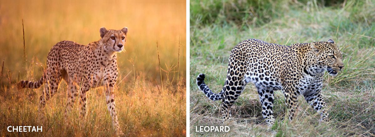 difference between leopard and cheetah