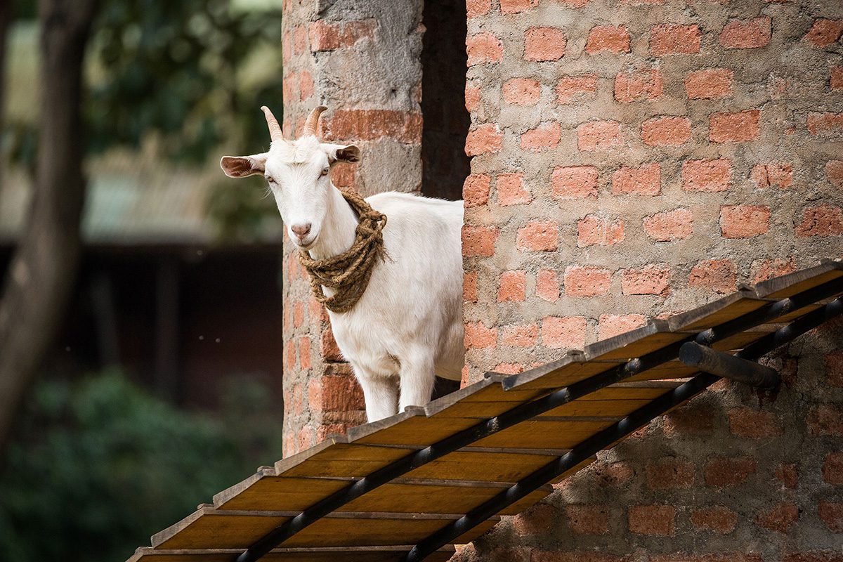 goat in gibbs farm tower