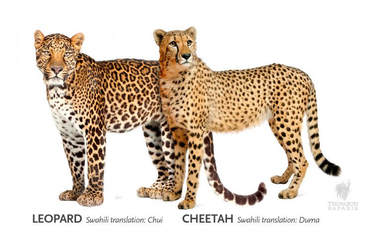 what is difference between leopard and cheetah