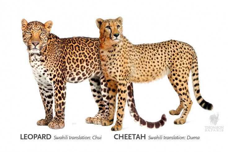 Read all about the difference between leopard, jaguar and cheetah