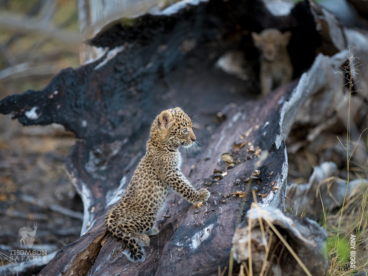 leopard cubs wait for mother to return
